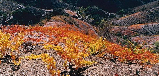 Priorat_Landschaft.jpg