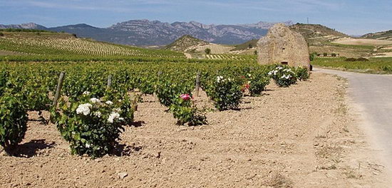 Rioja_Landschaft.jpg